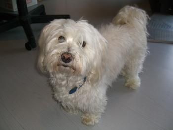 Coton de Tuléar Foto 37369 - hundund.de